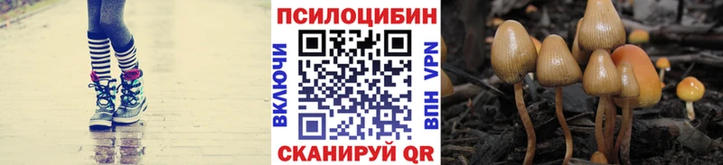 купить  сайты  Саки  Галлюциногенные грибы Psilocybe 